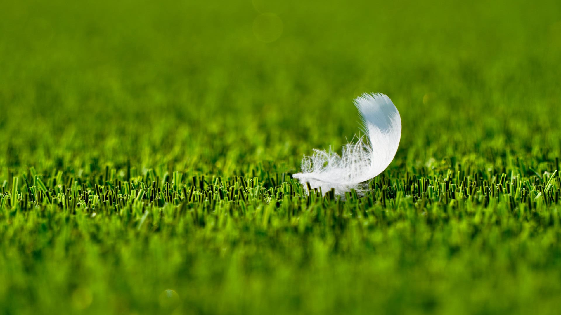 close up of a white feather on an artificial grass lawn